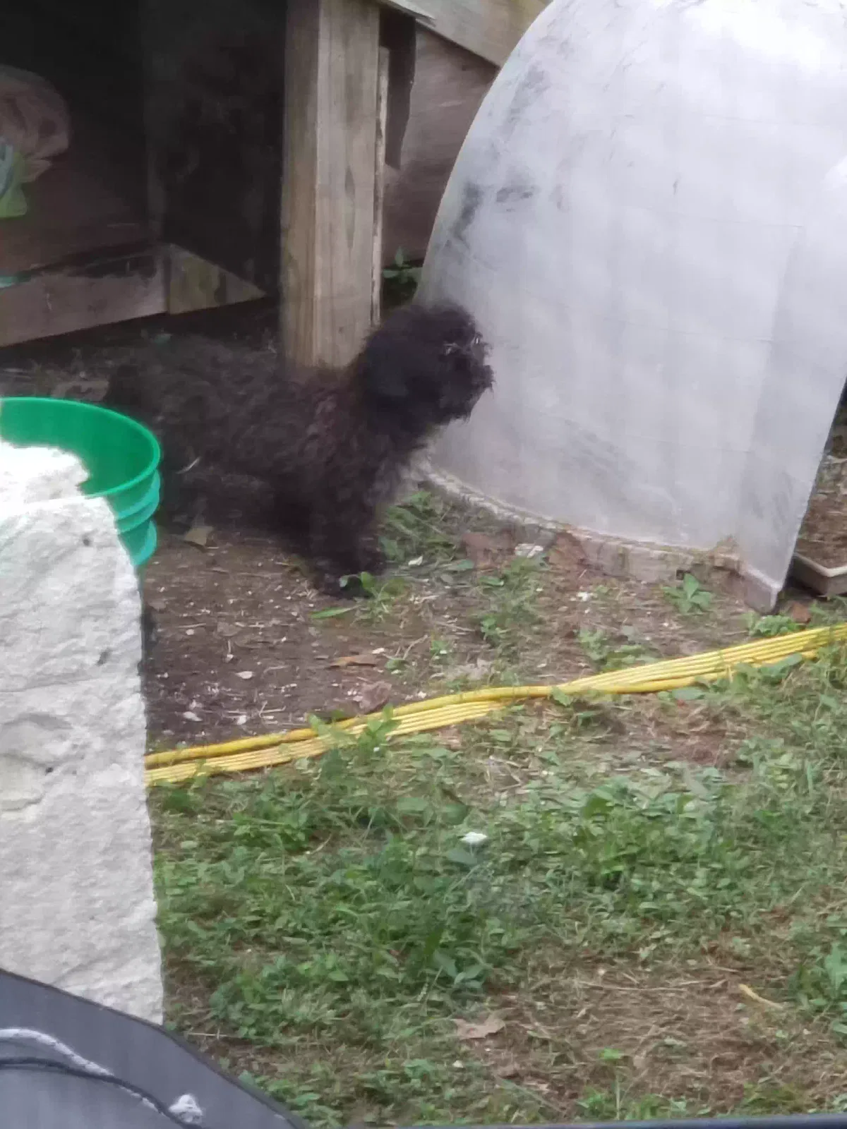 Found dog in Spencer, TN, 38585