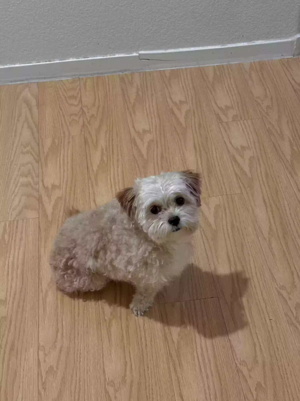 Lost dog in Las Vegas, NV, 89147