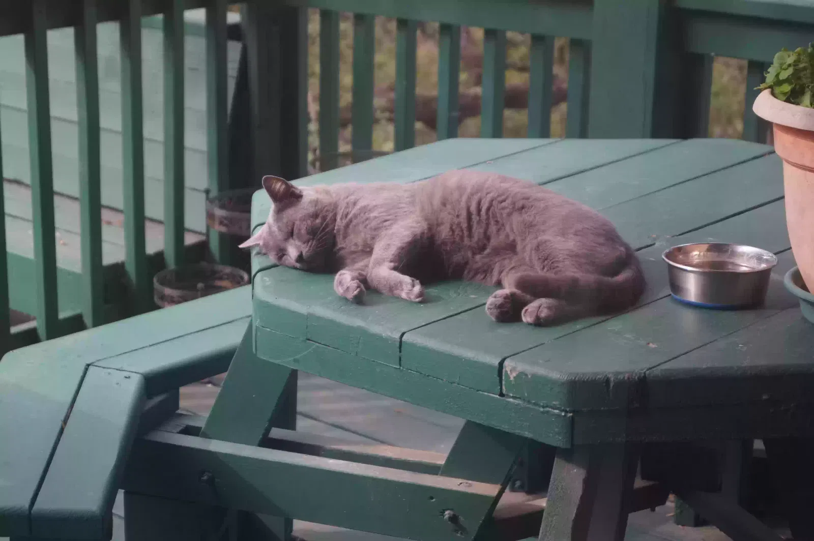 Lost cat in South Jonestown Hills, TX, 78645