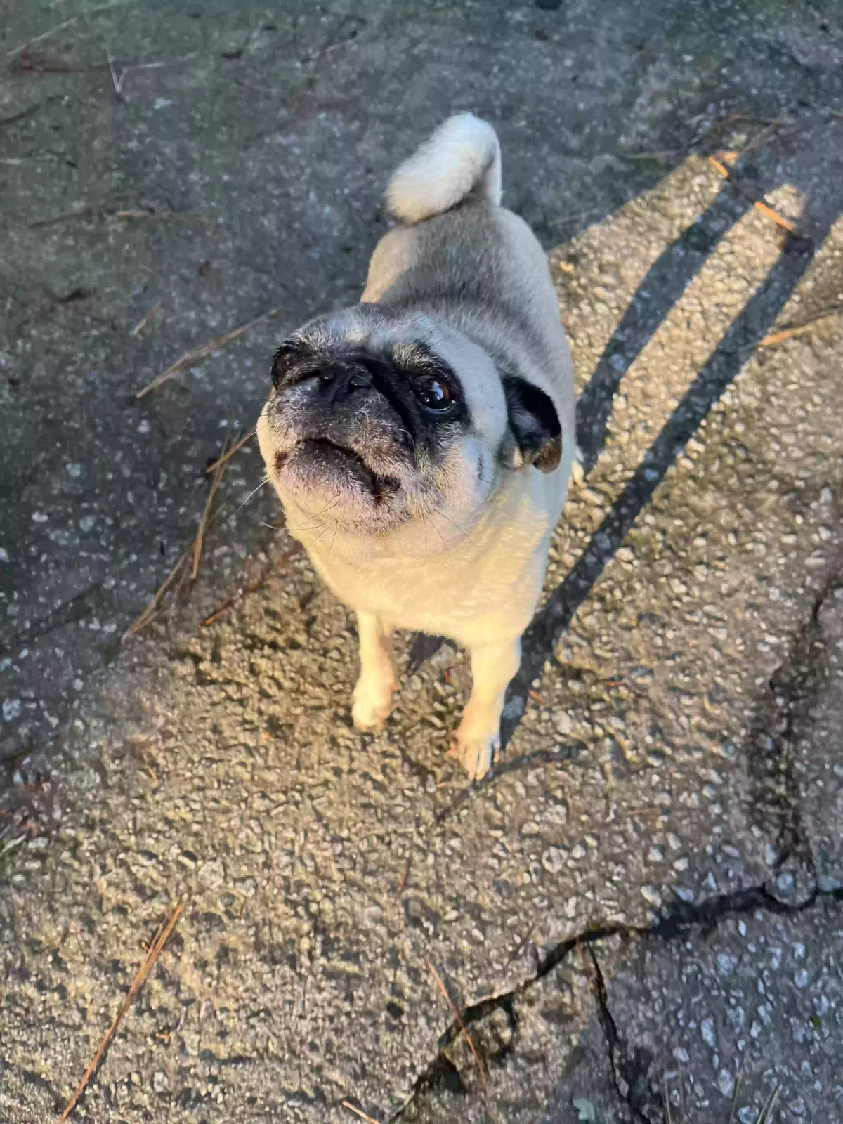 Lost dog in Smyrna, GA, 30080