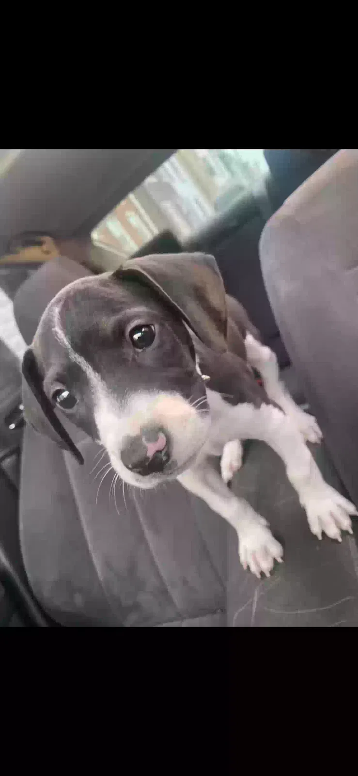 Lost dog in York, PA, 17403
