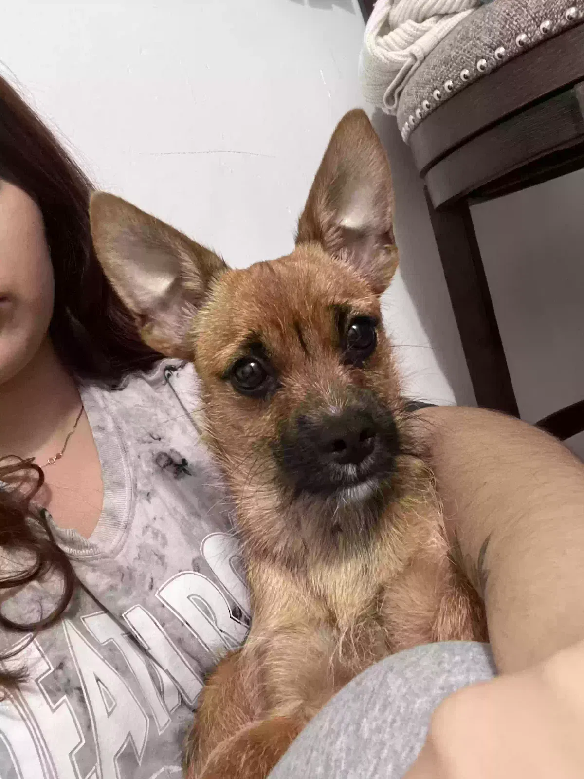 Lost dog in Long Beach, CA, 90810