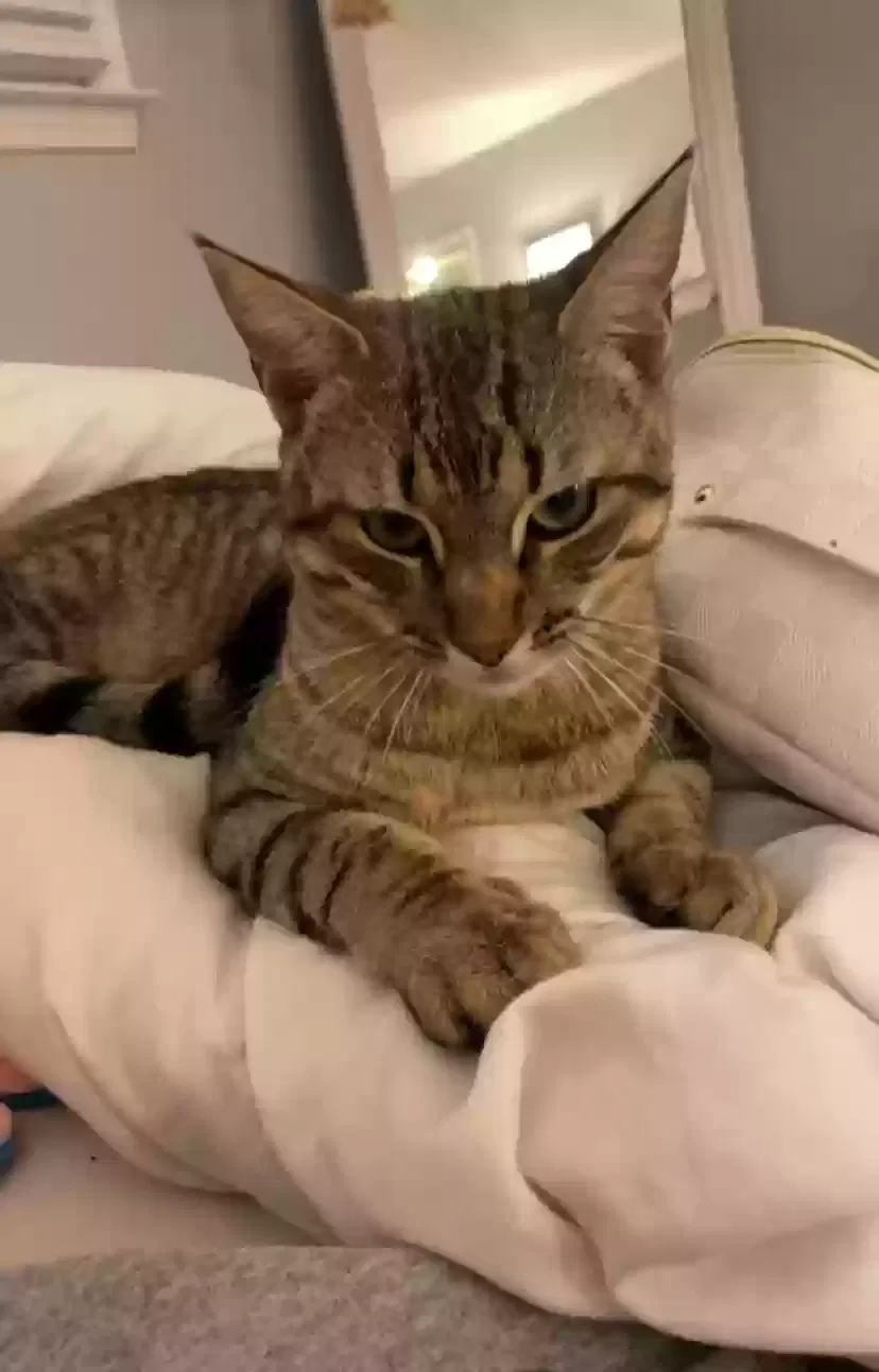Lost cat in Dallas, GA, 30157