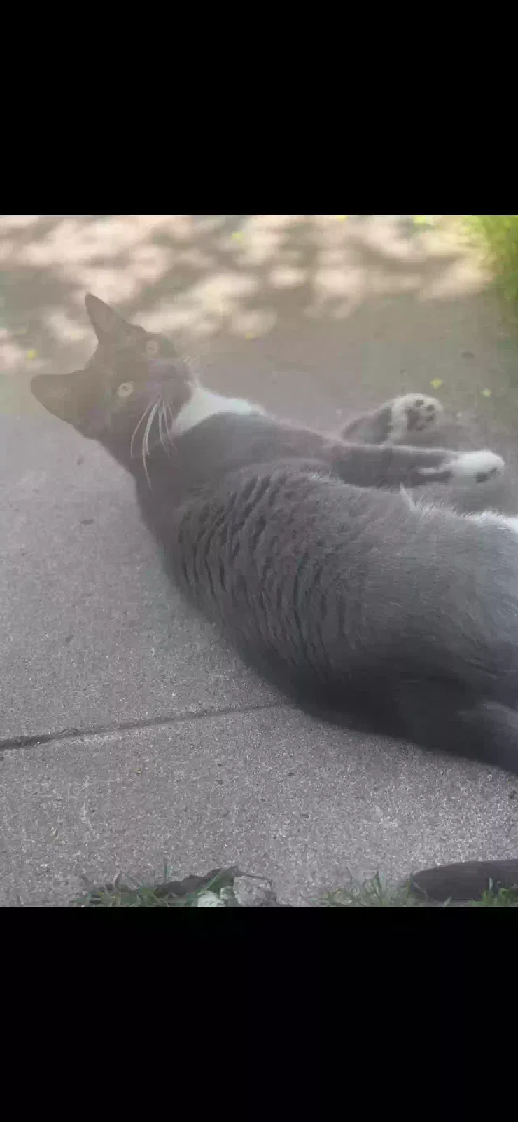 Lost cat in Spokane, WA, 99205