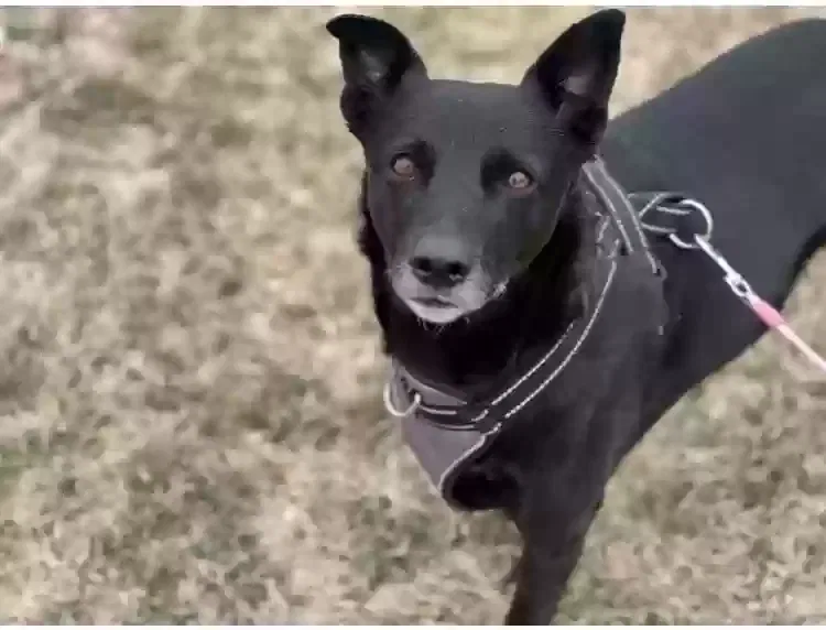 Lost dog in Albuquerque, NM, 87109