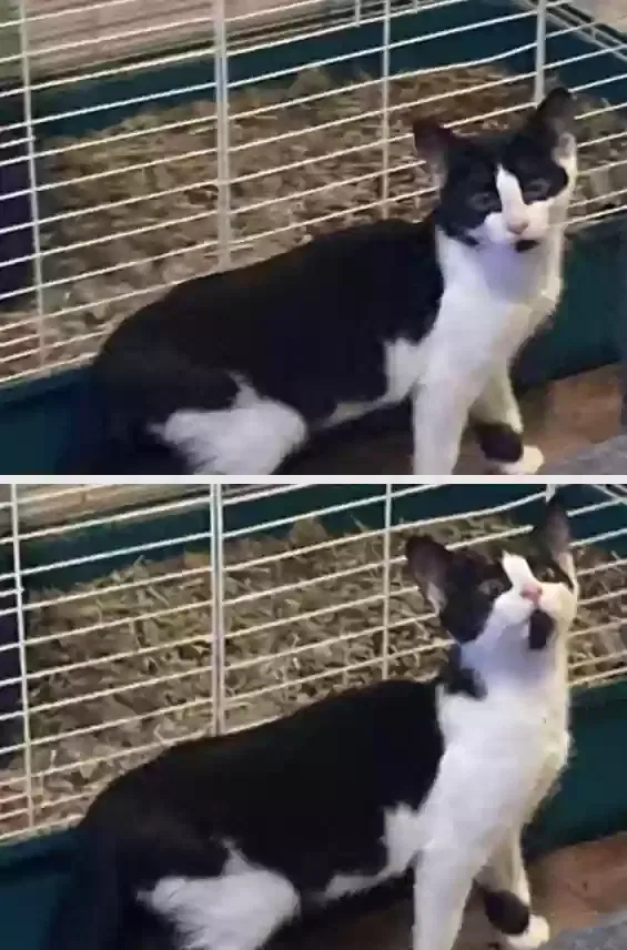 Lost cat in Brooklyn, NY, 11223