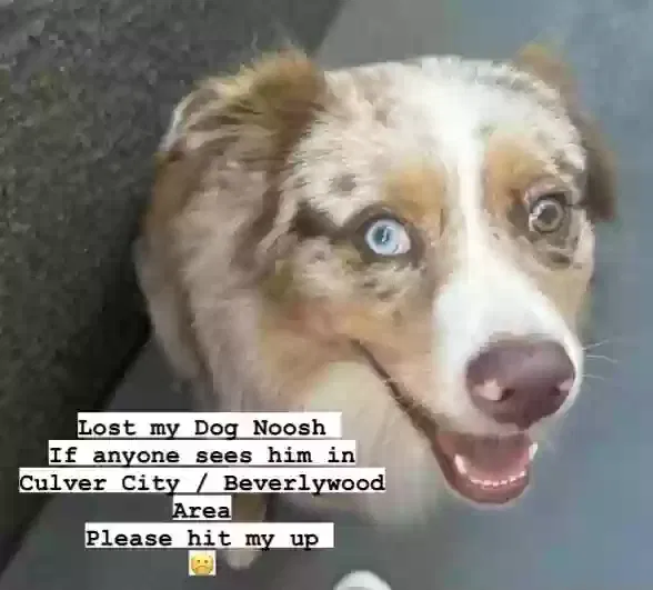 Lost dog in Los Angeles, CA, 90034