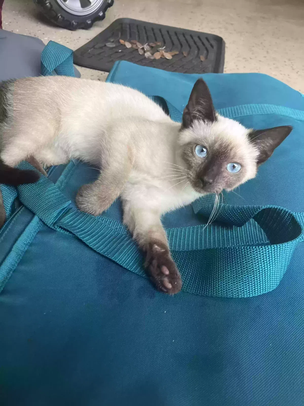 Missing Cat