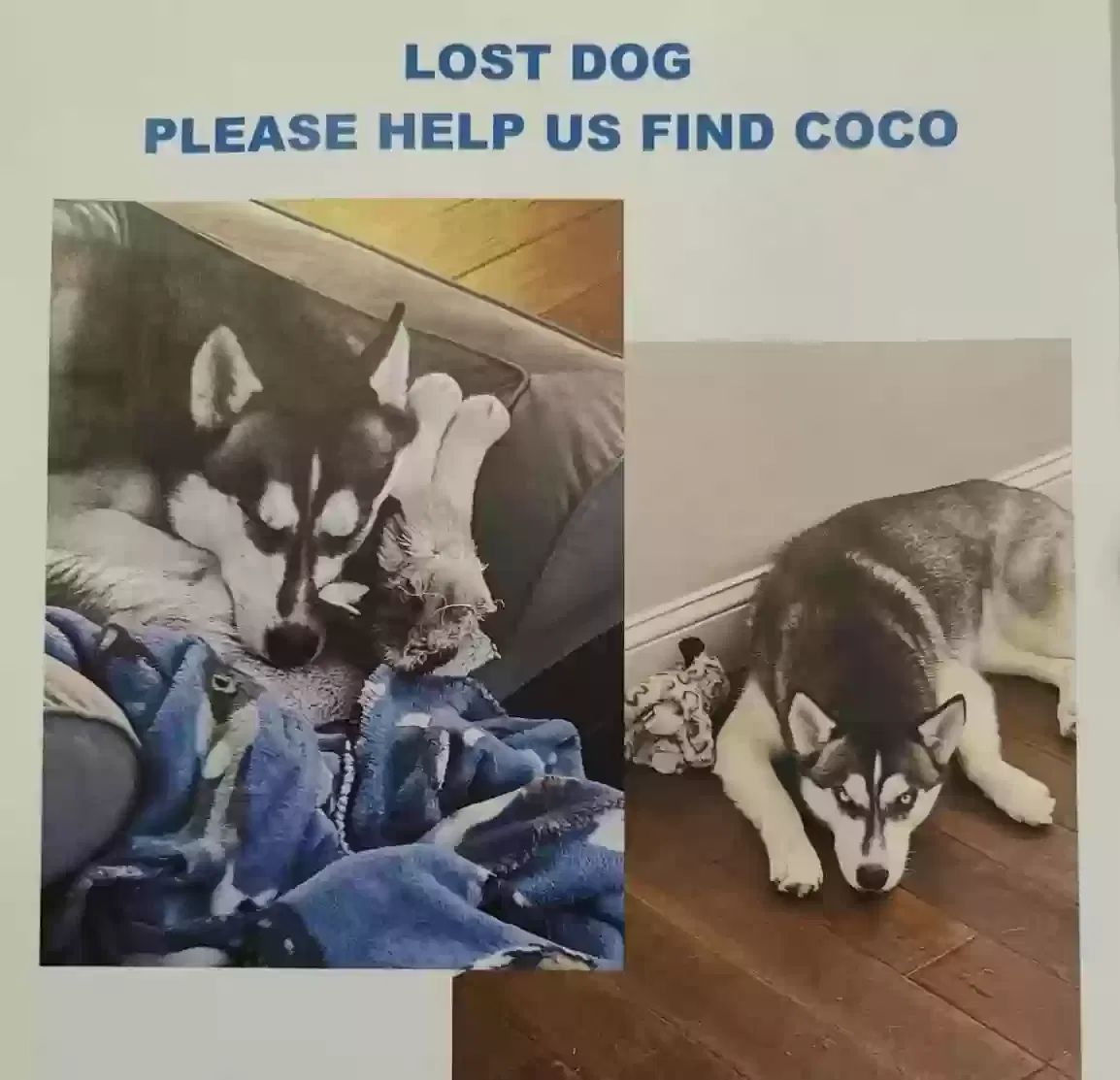 Lost dog in Saint Charles, MO, 63303