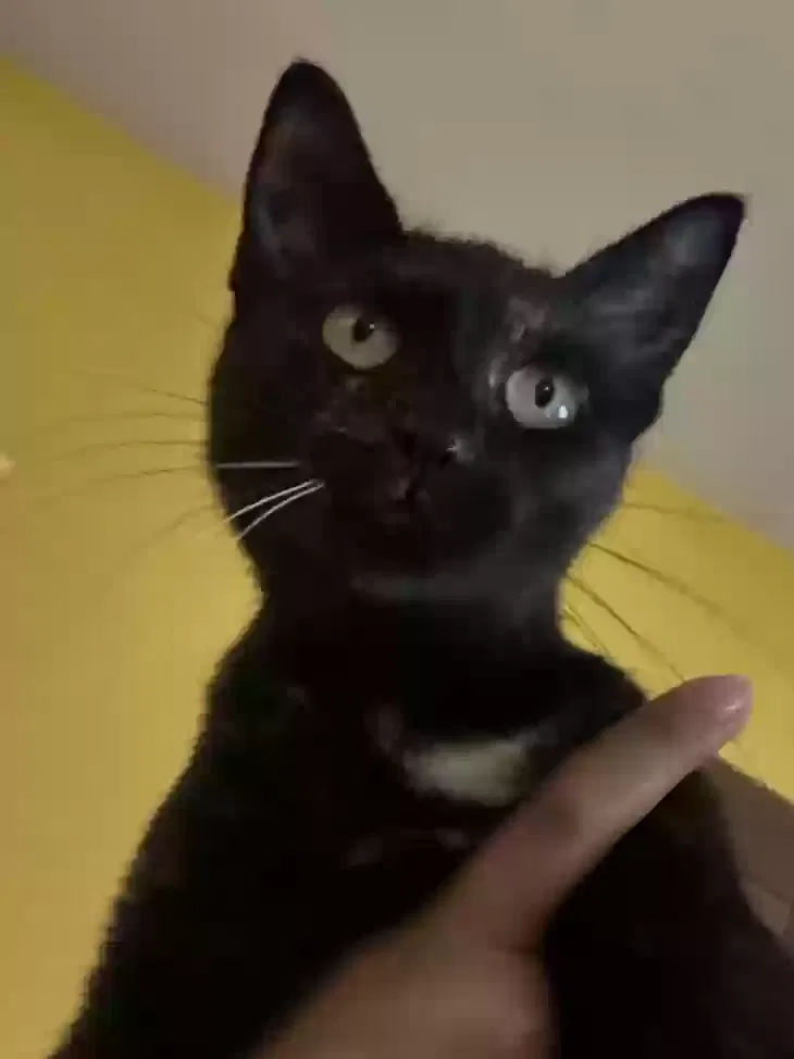 Lost cat in Wichita, KS, 67206