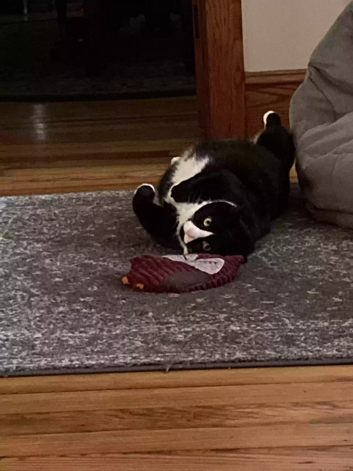 Lost cat in Gettysburg, PA, 17325