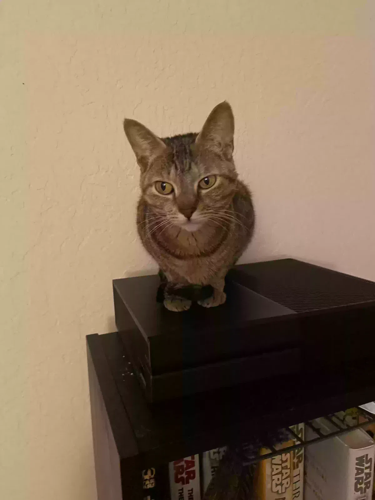 Lost cat in Oakland, CA, 94603