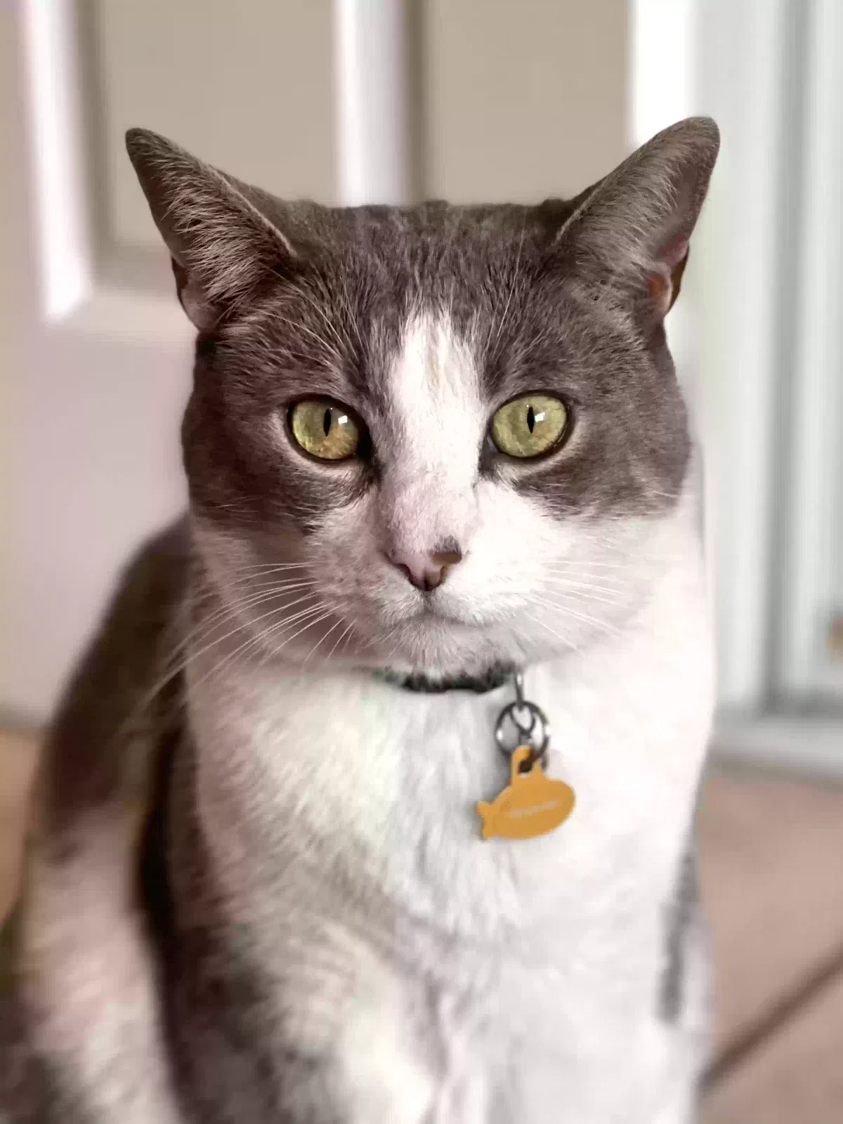 Lost cat in San Diego, CA, 92102
