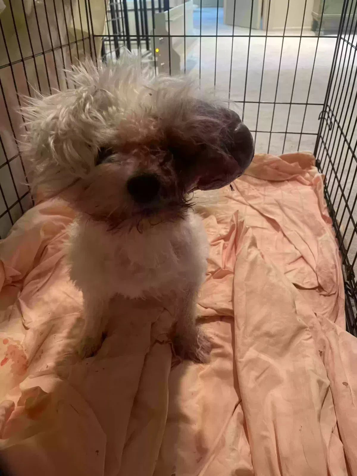 Found dog in Long Beach, CA, 90803