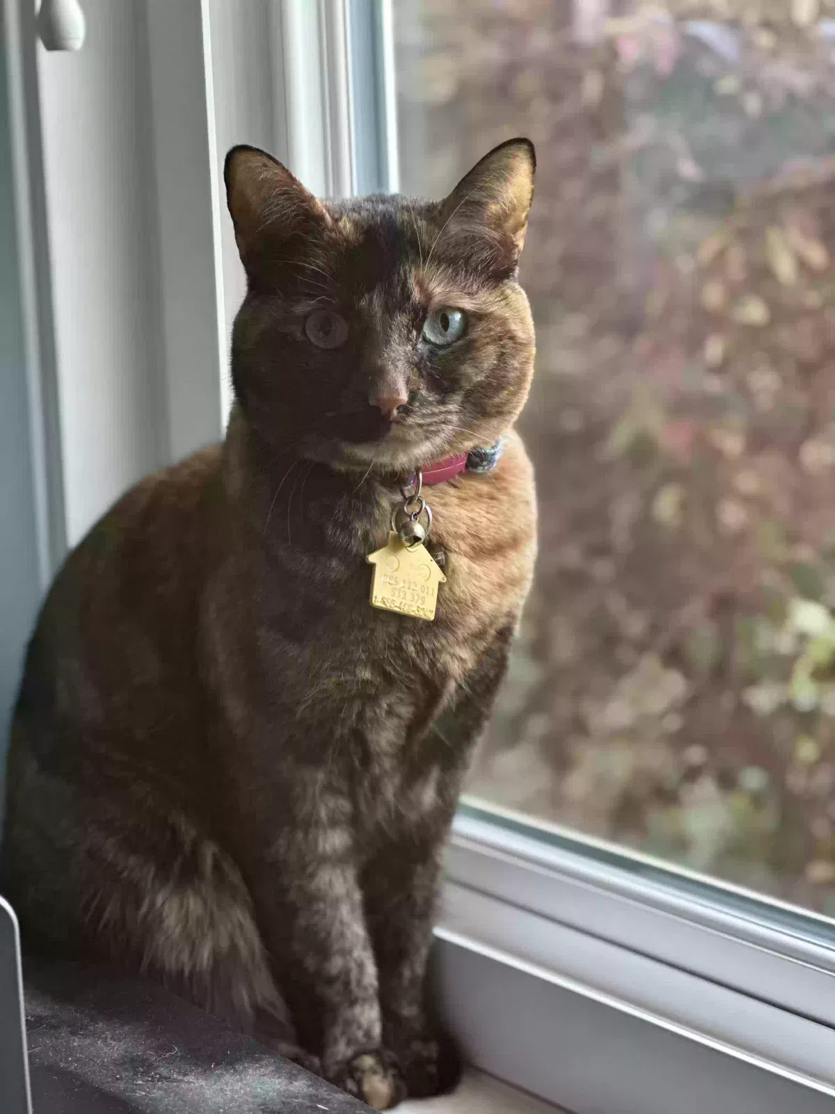 Lost cat in Kennesaw, GA, 30152