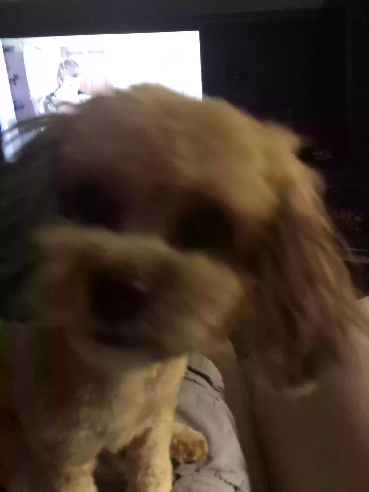 Lost dog in Daytona Beach, FL, 32117