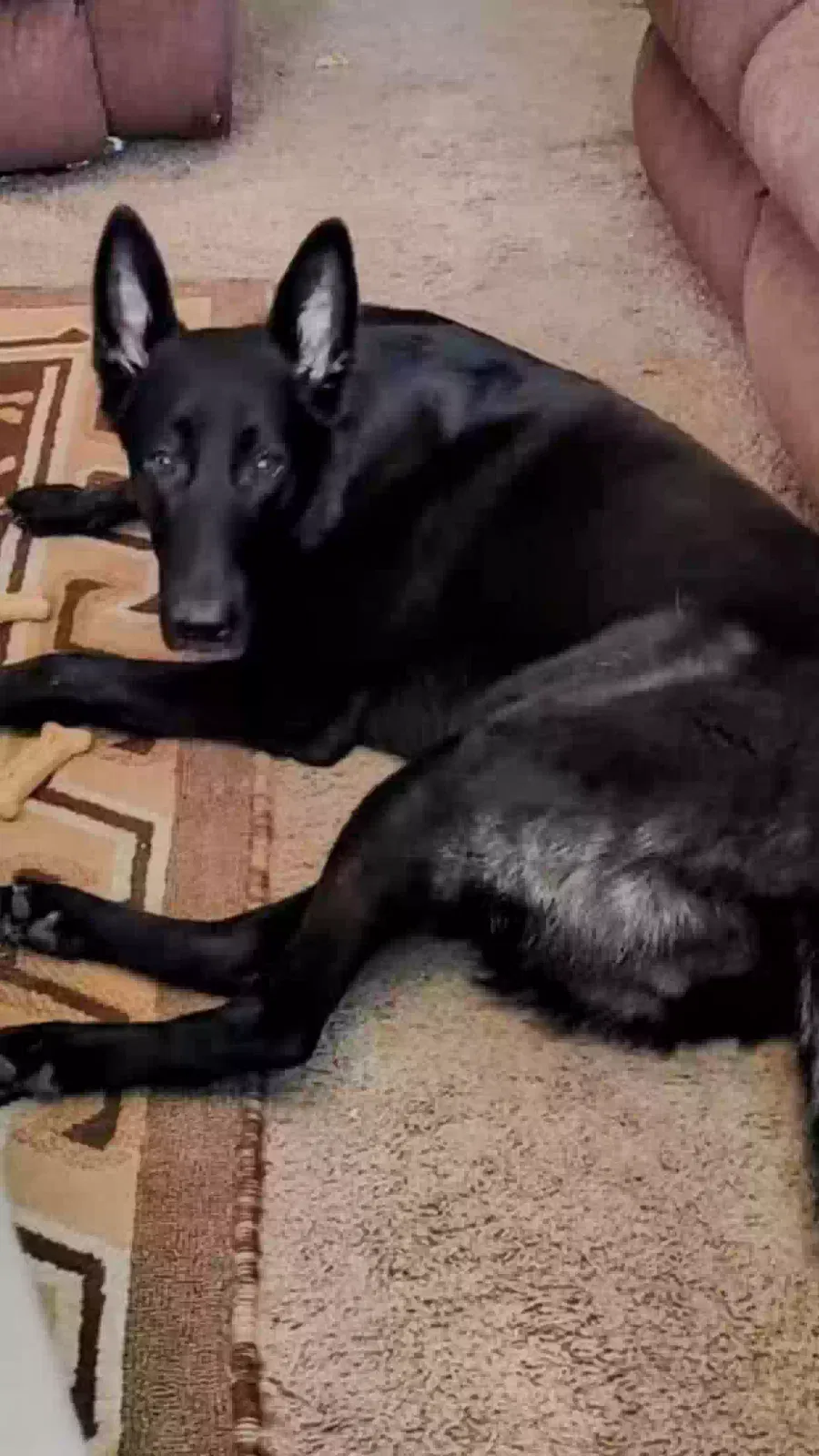 Lost dog in Las Vegas, NV, 89121