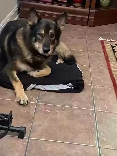 Found dog in San Antonio, TX, 78253