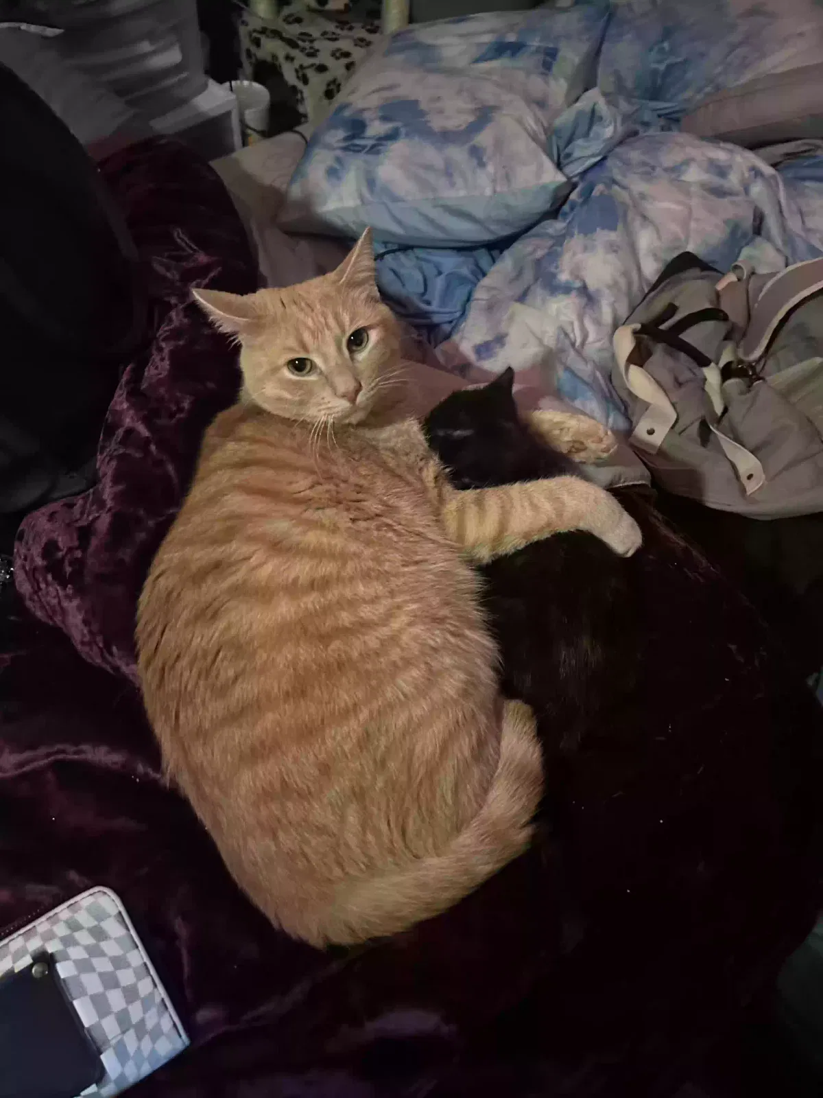 Lost cat in White Plains, KY, 42464