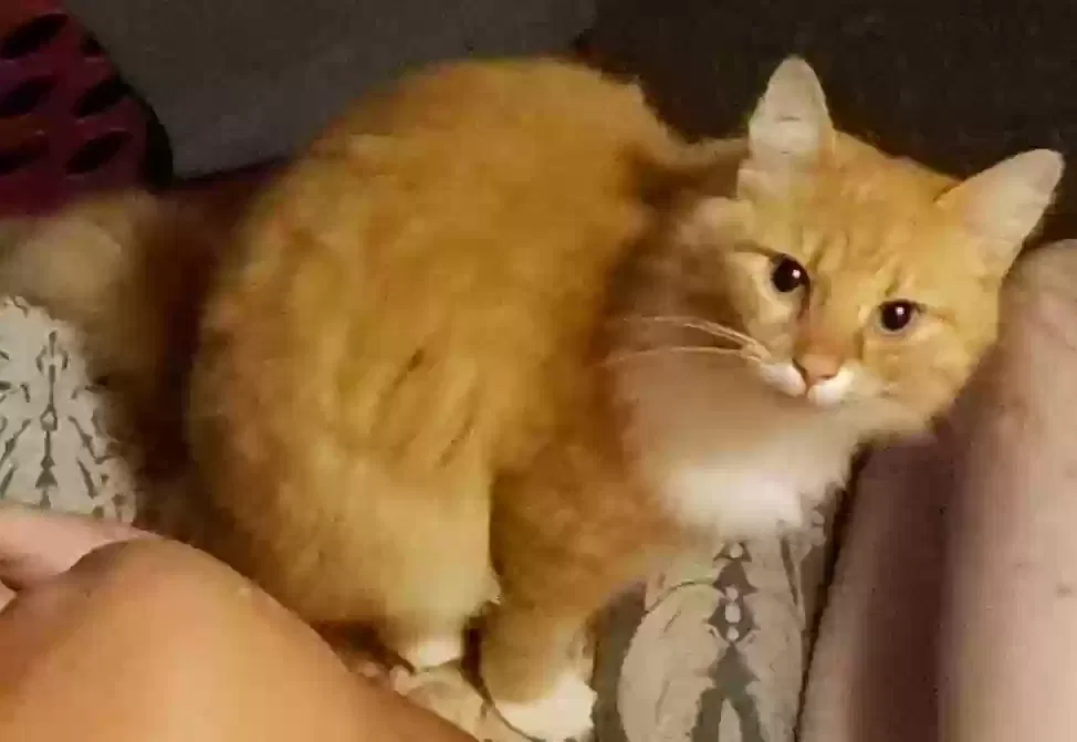 Lost cat in Chipley, FL, 32428