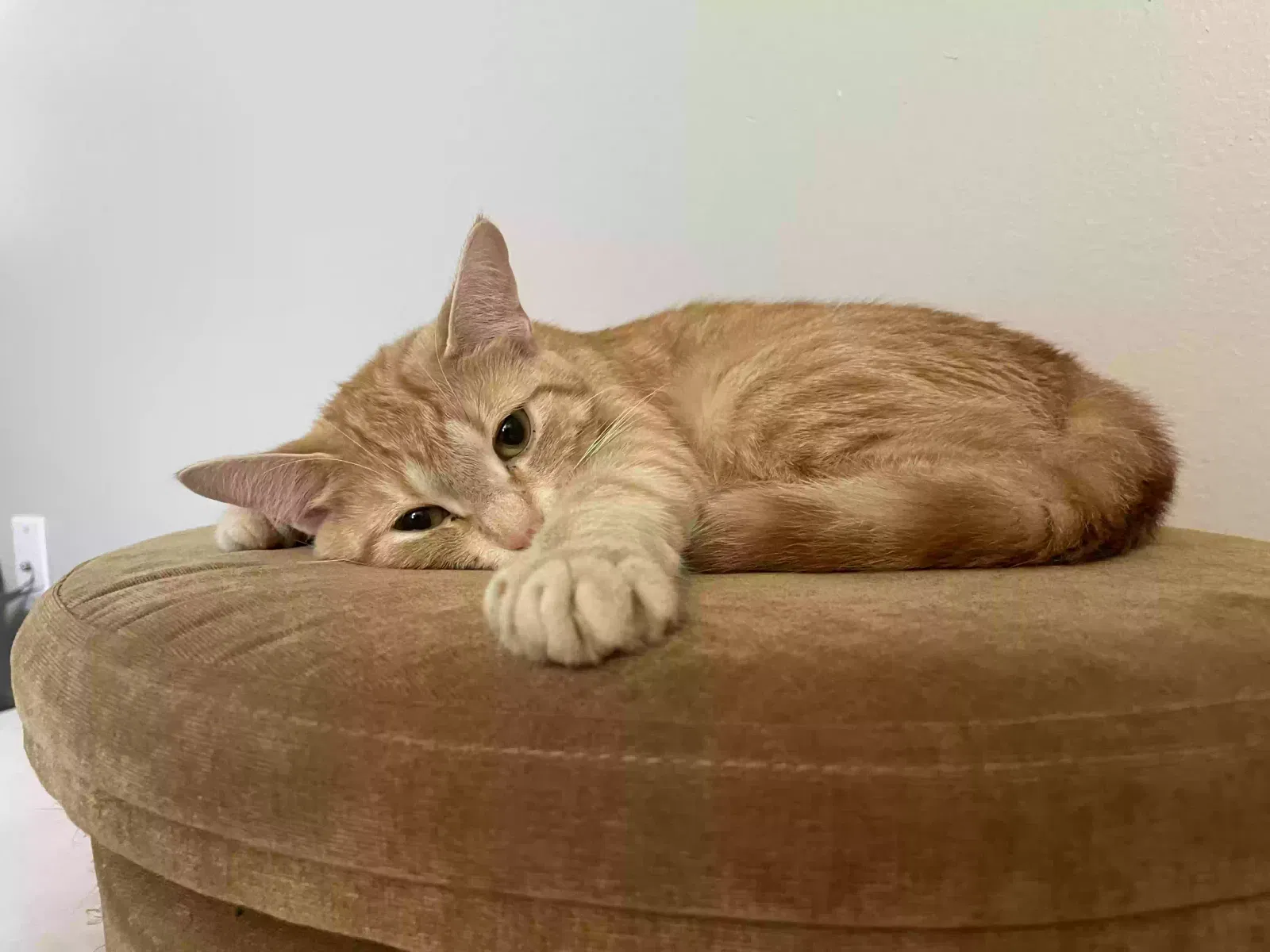 Lost cat in Grand Rapids, MI, 49503