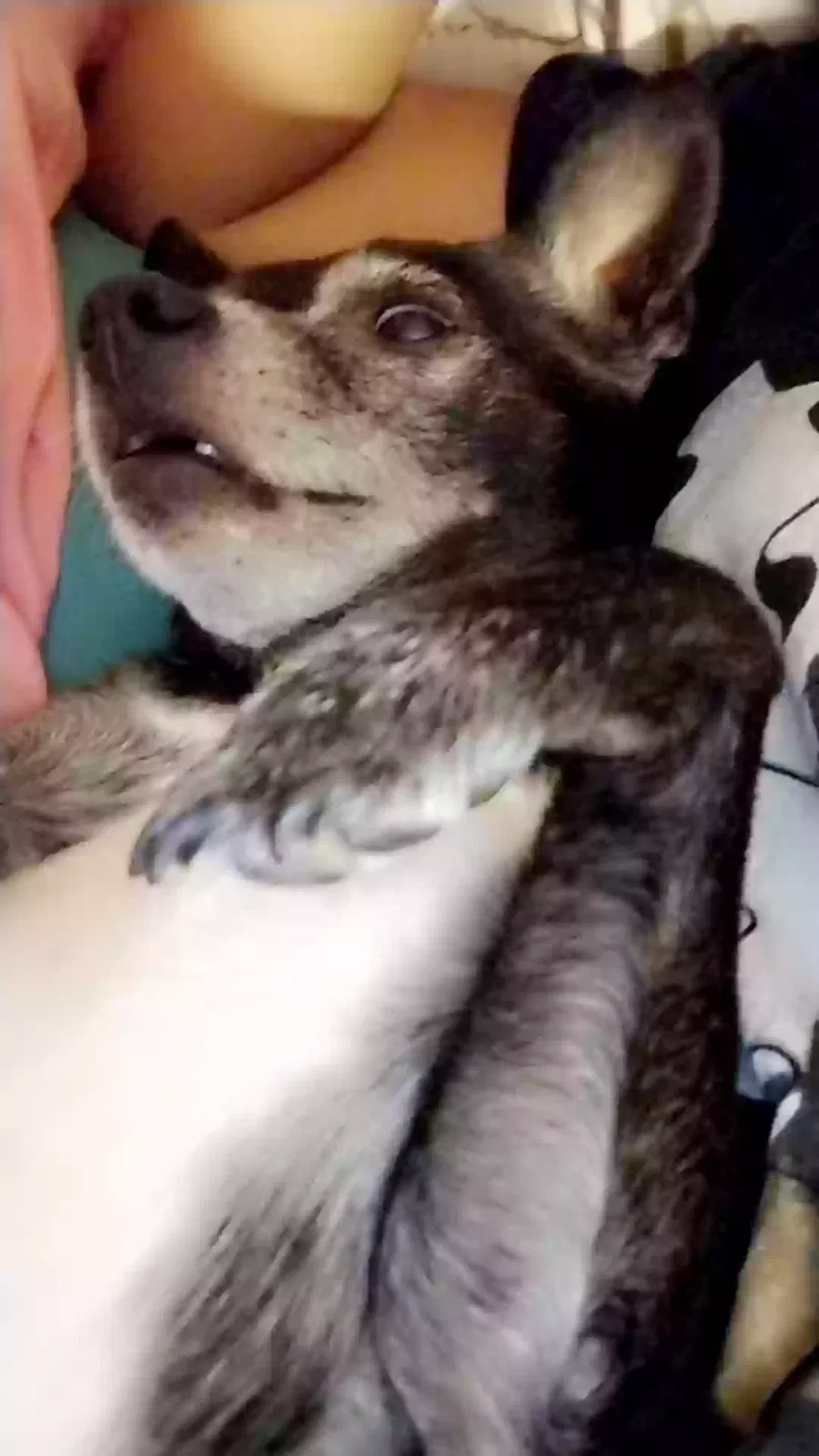 Lost dog in Oracle, AZ, 85623