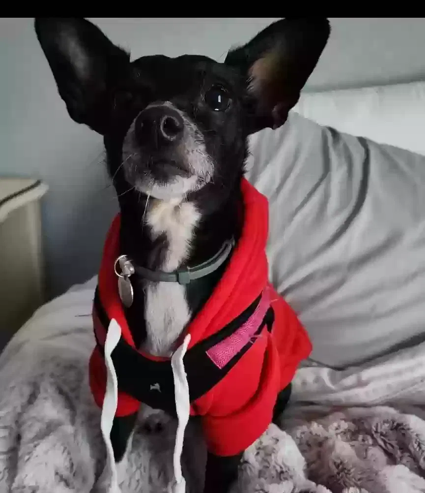 Lost dog in Dunnellon, FL, 34433