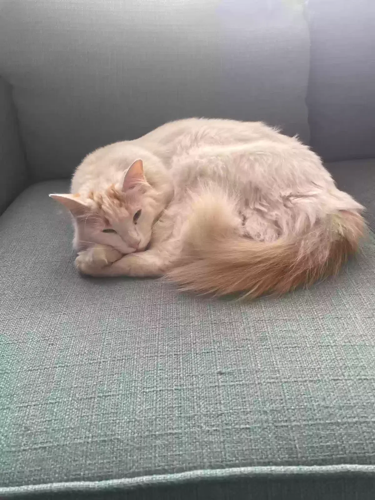 Lost cat in Sandy, UT, 84092