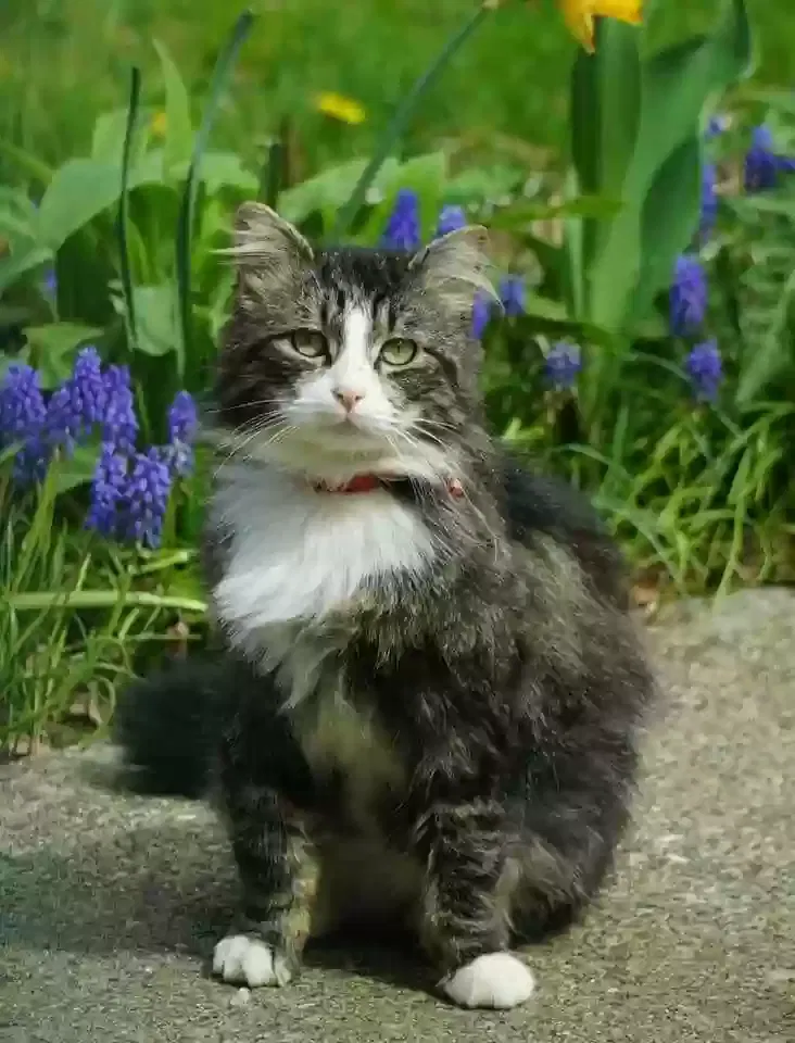 Lost cat in Arlington, WA, 98223