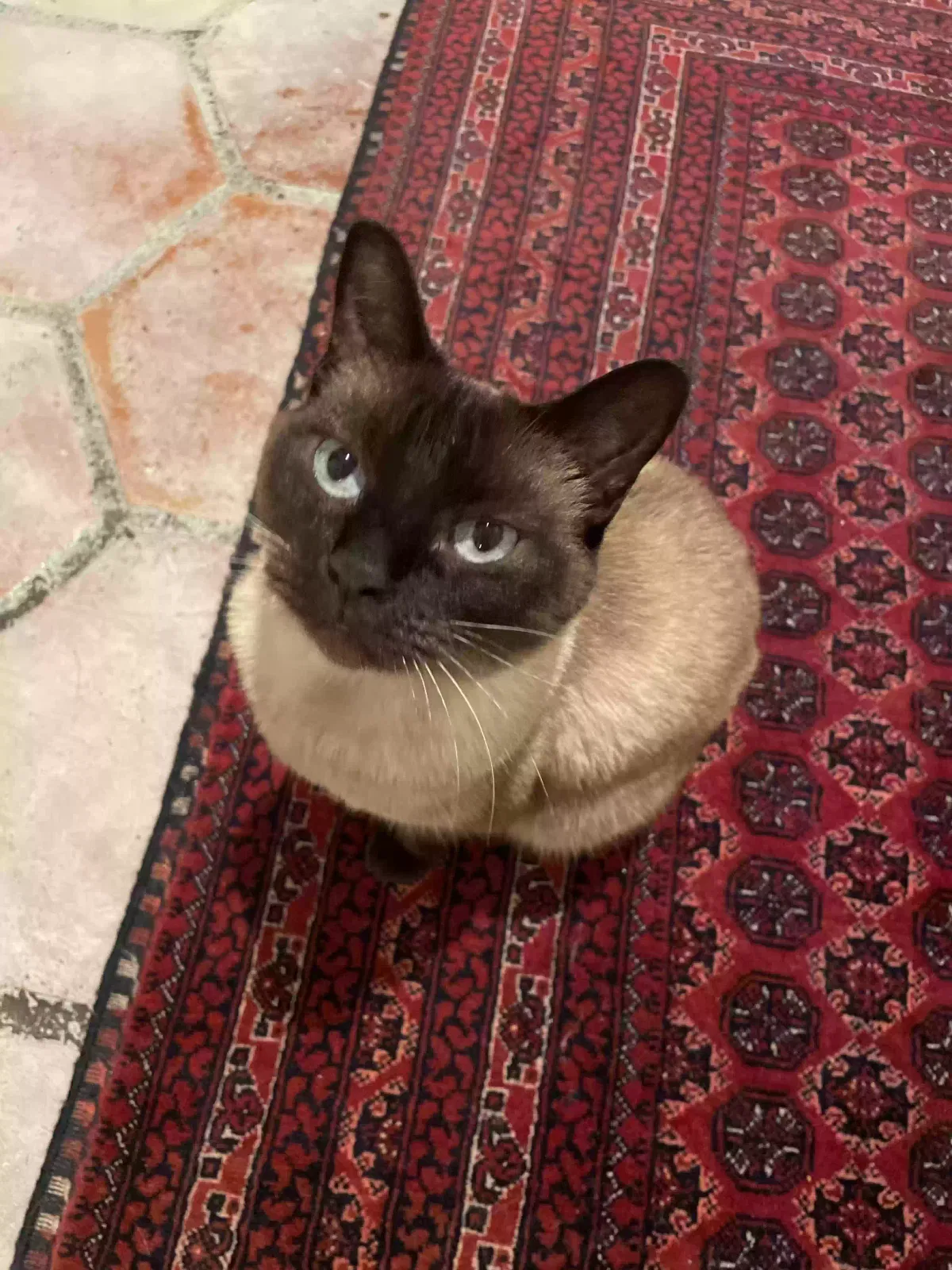 Lost cat in Houston, TX, 77063