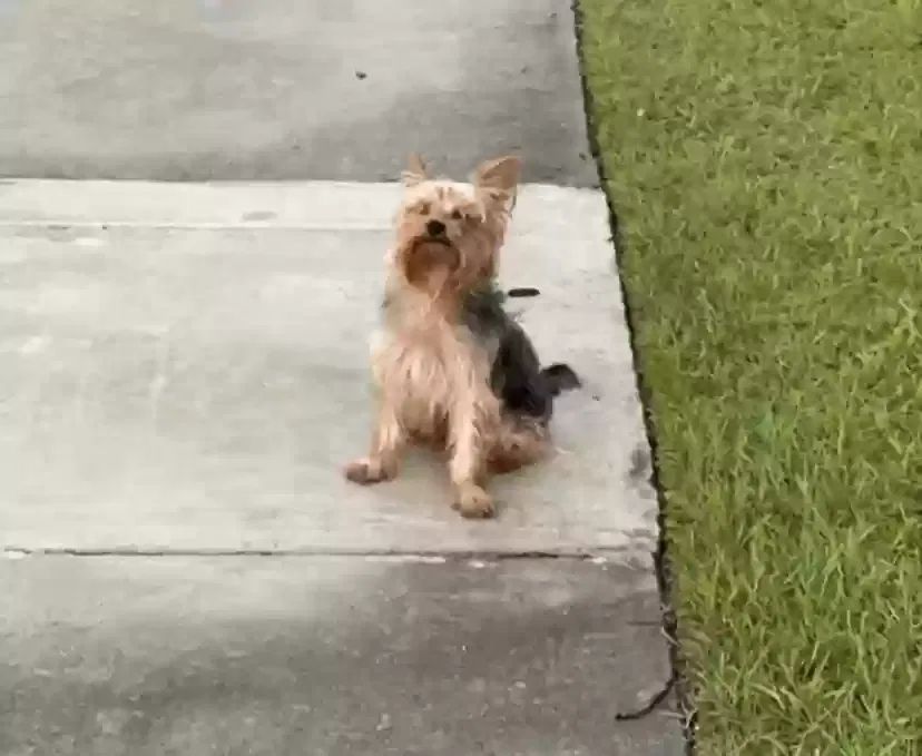 Lost dog in Greensboro, NC, 27405