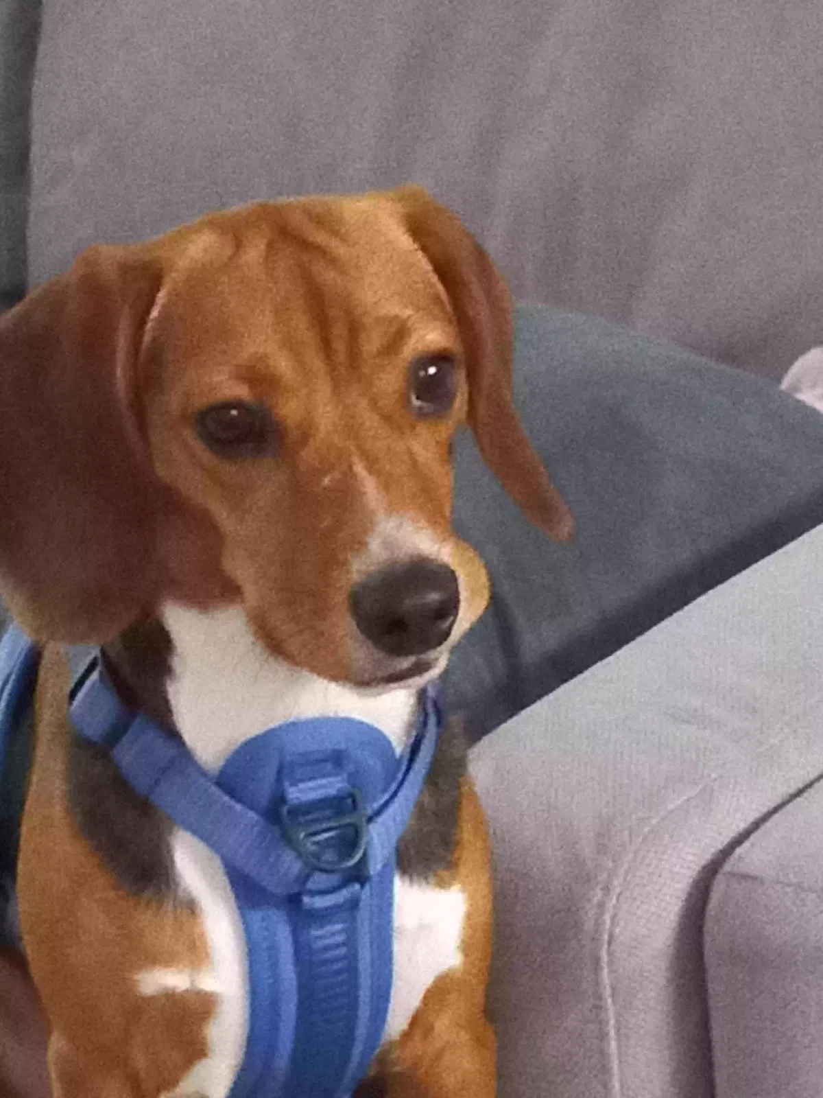 Lost dog in Charlotte, NC, 28217