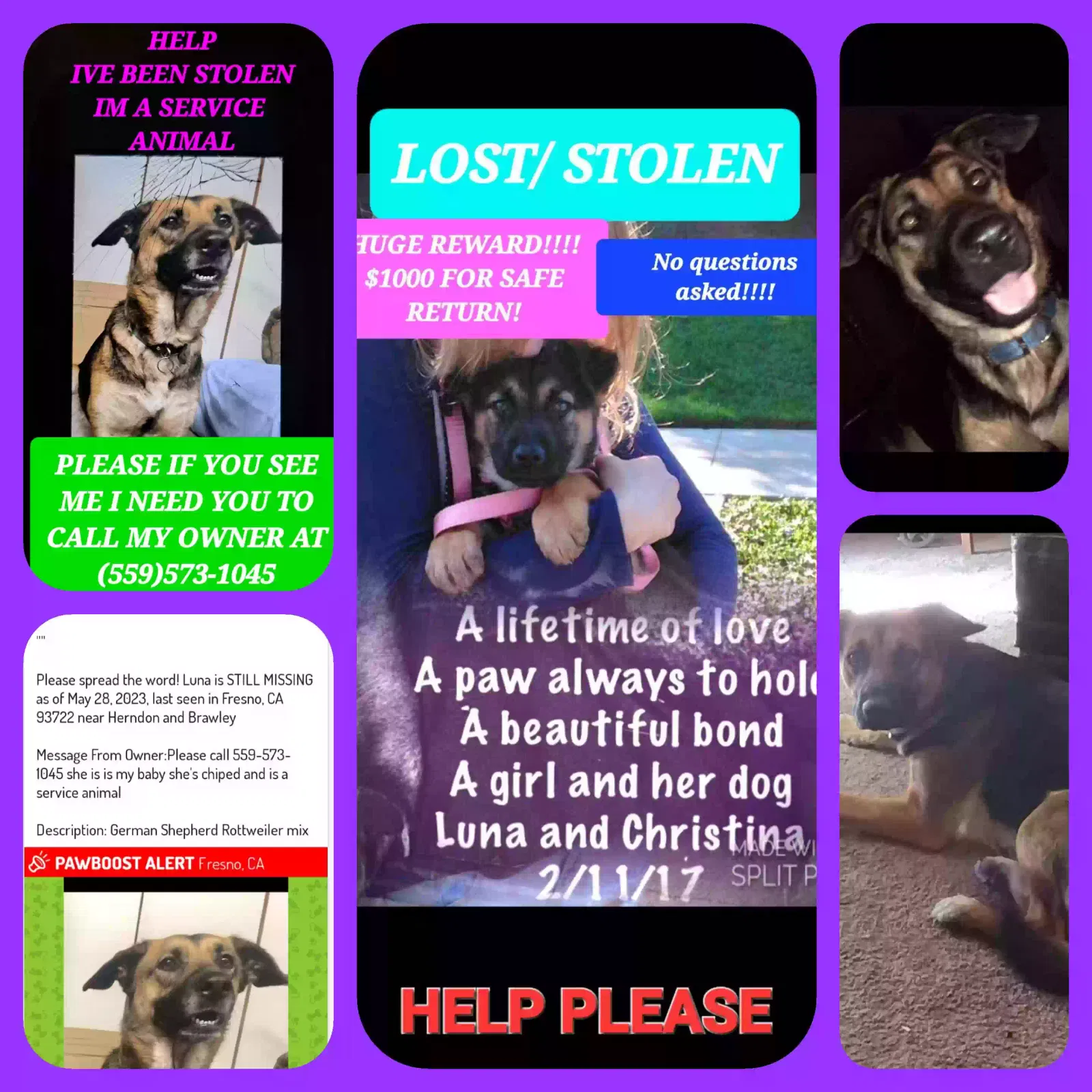 Lost dog in Fresno, CA, 93722
