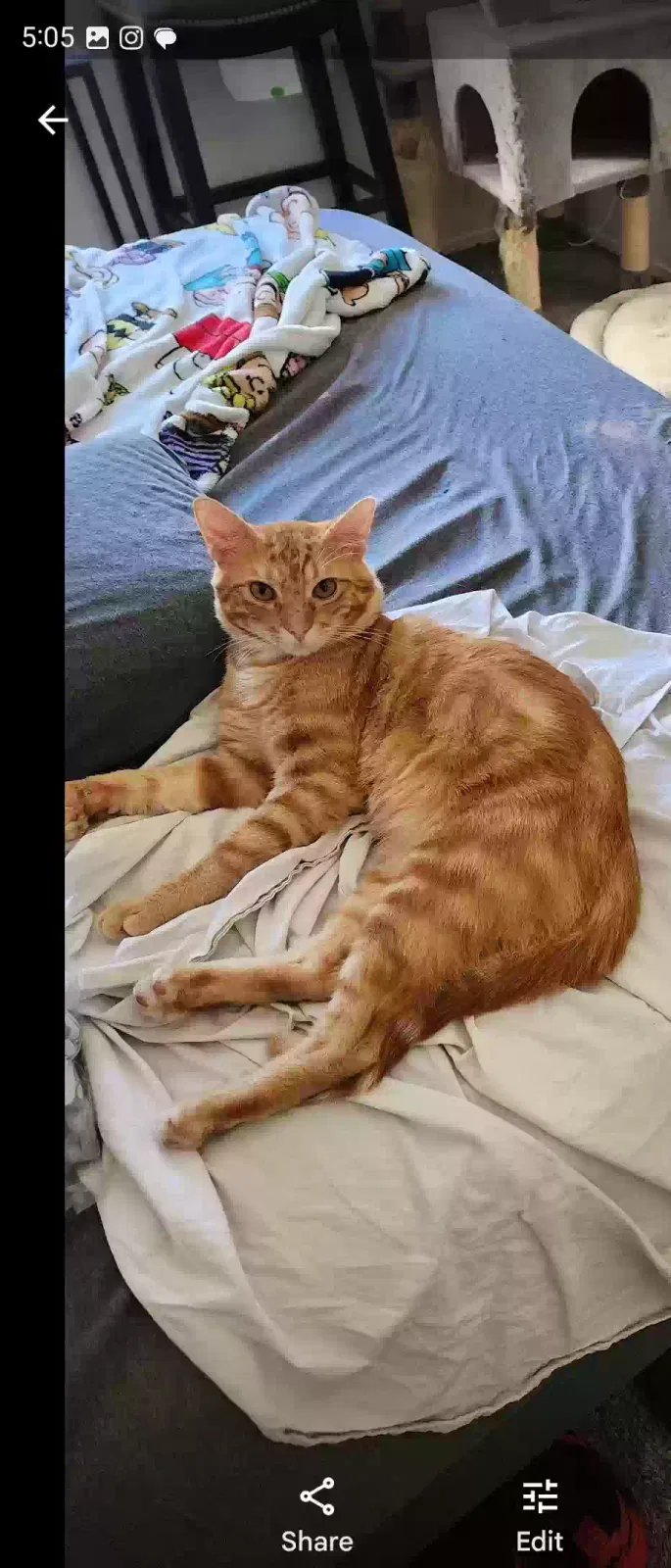 Lost cat in Anaheim, CA, 92805