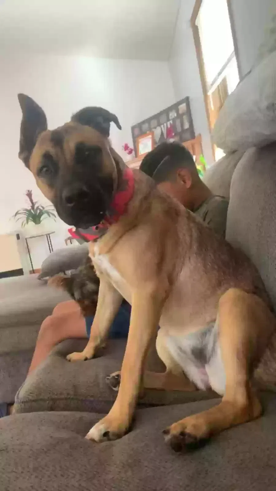 Lost dog in Unknown, MN, 0