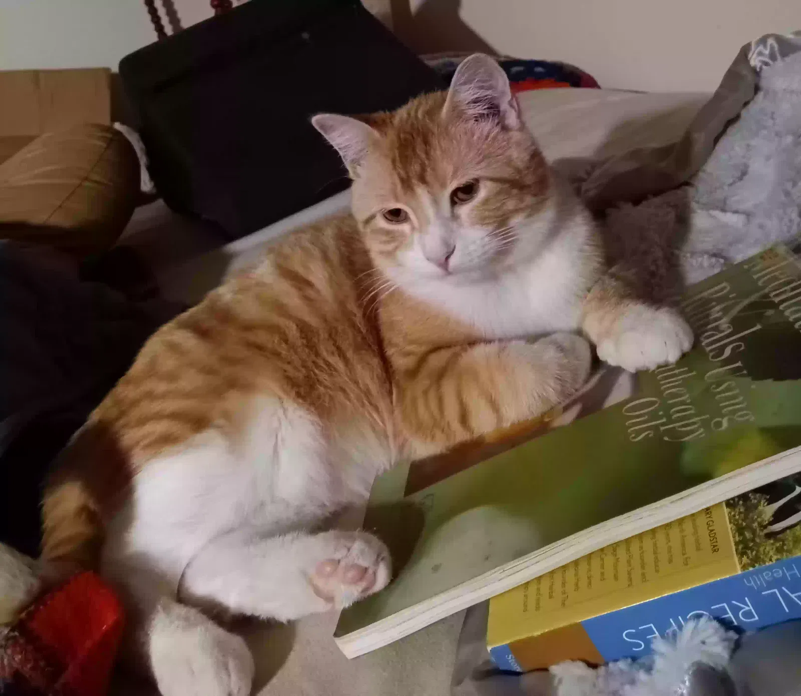 Lost cat in Des Moines, IA, 50310