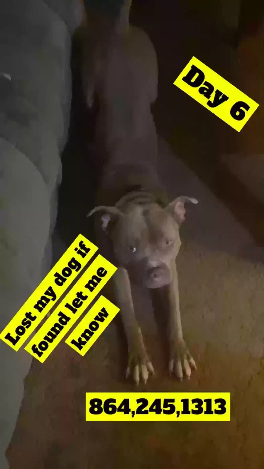Lost dog in Piedmont, SC, 29673