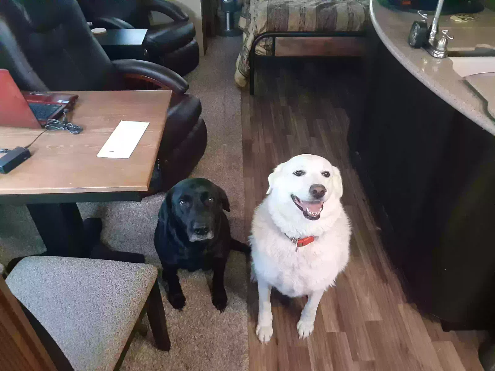 Lost dog in Smithville, TX, 78957