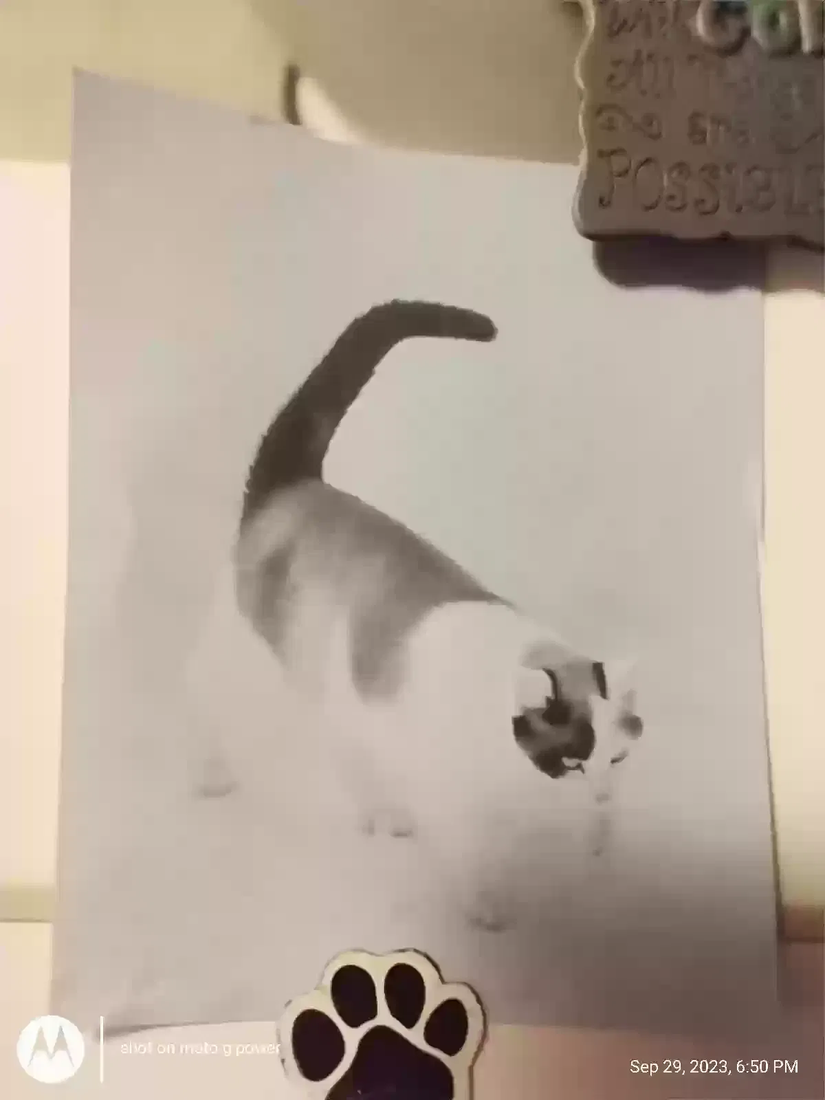 Lost cat in Sandpoint, ID, 83864
