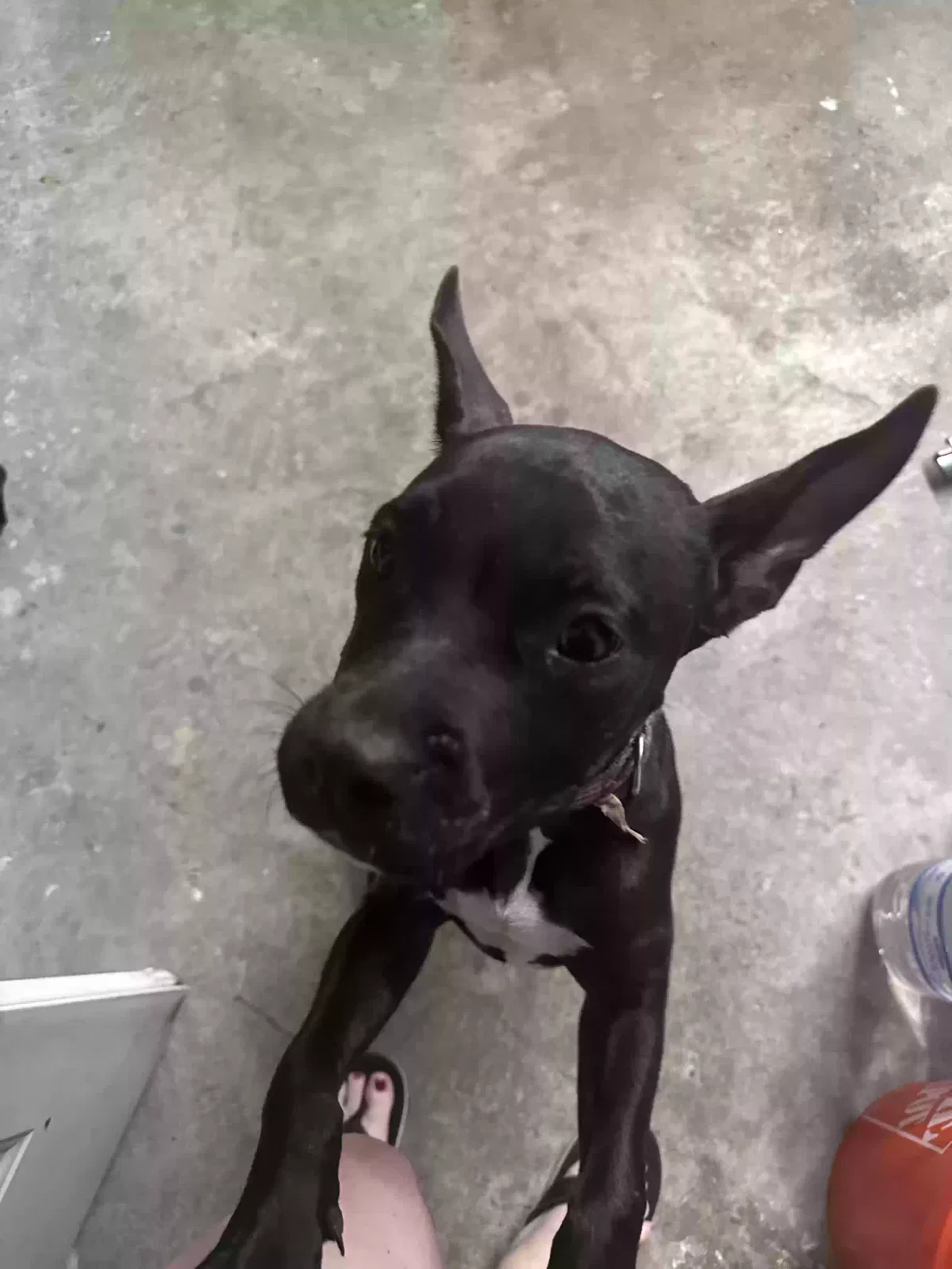 Found dog in Spring, TX, 77373