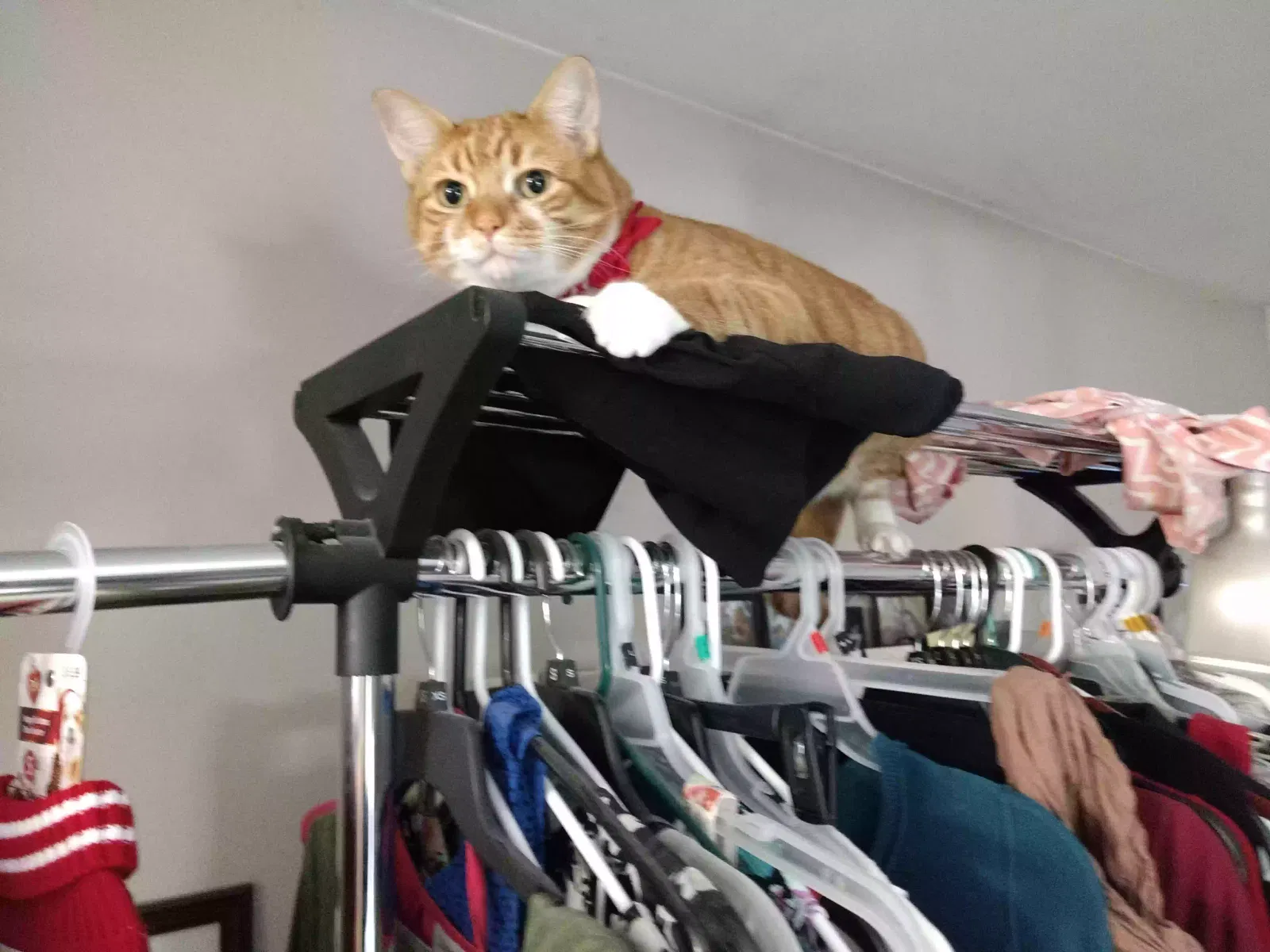Lost cat in Amenia, NY, 12501