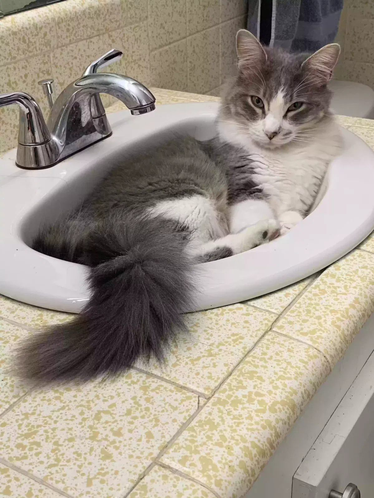 Lost cat in West Monroe, LA, 71292