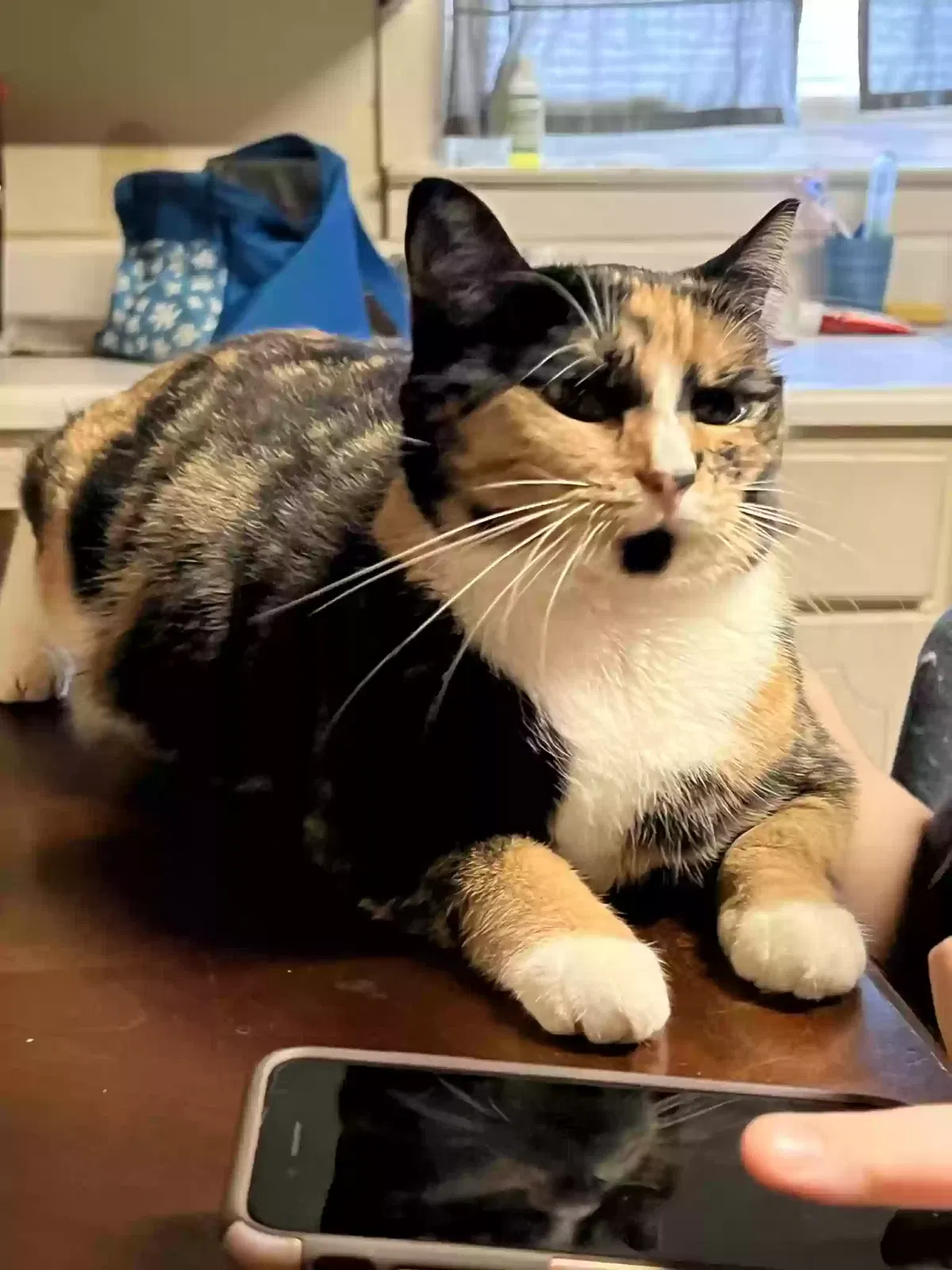 Lost cat in Shelby, NC, 28150