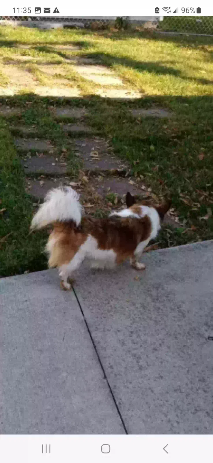 Found dog in Eastpointe, MI, 48021