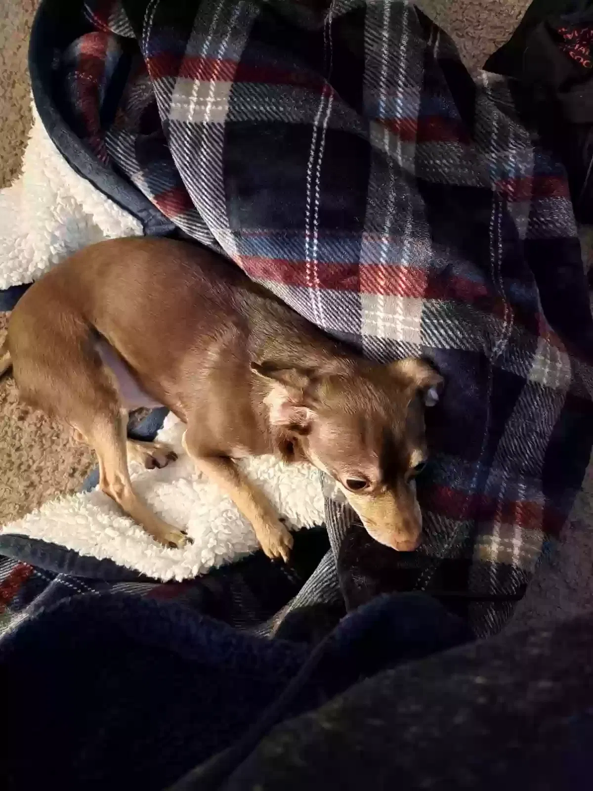 Lost dog in Indianapolis, IN, 46227