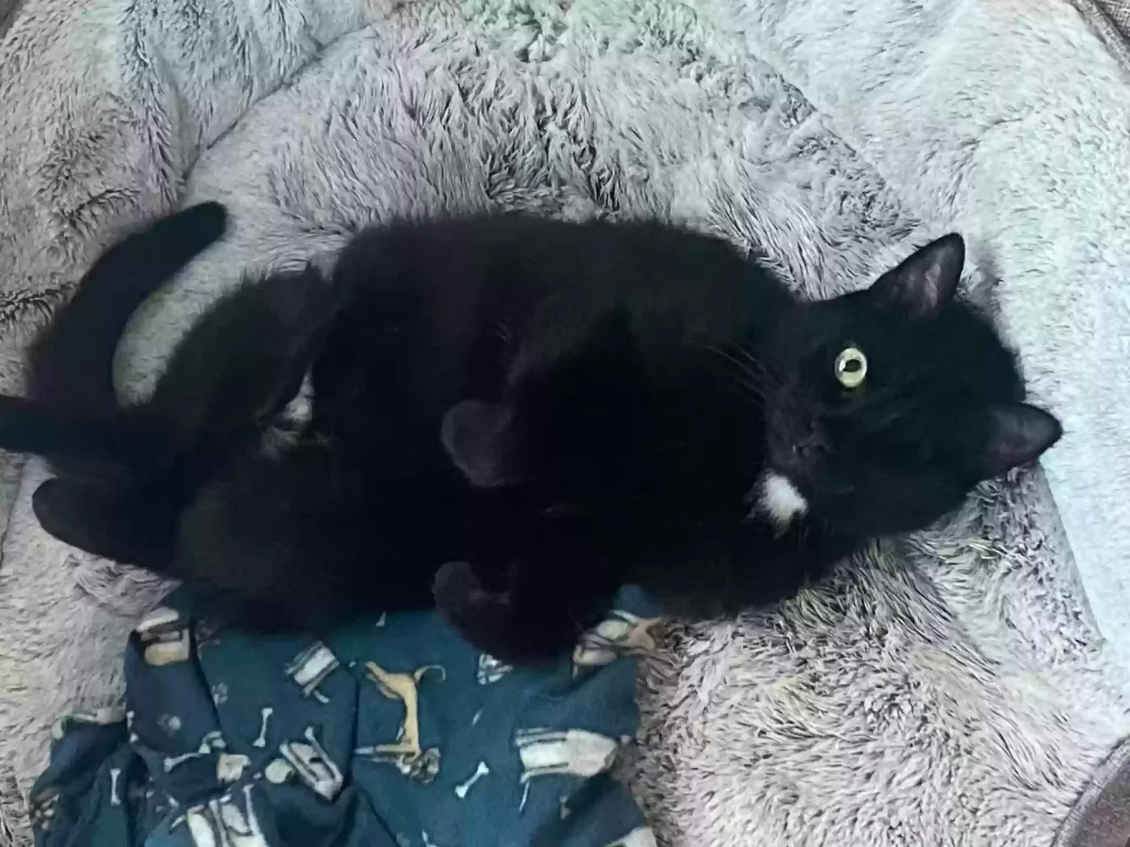 Lost cat in San Antonio, TX, 78253
