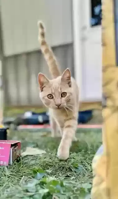 Lost cat in Cicero, IN, 46034