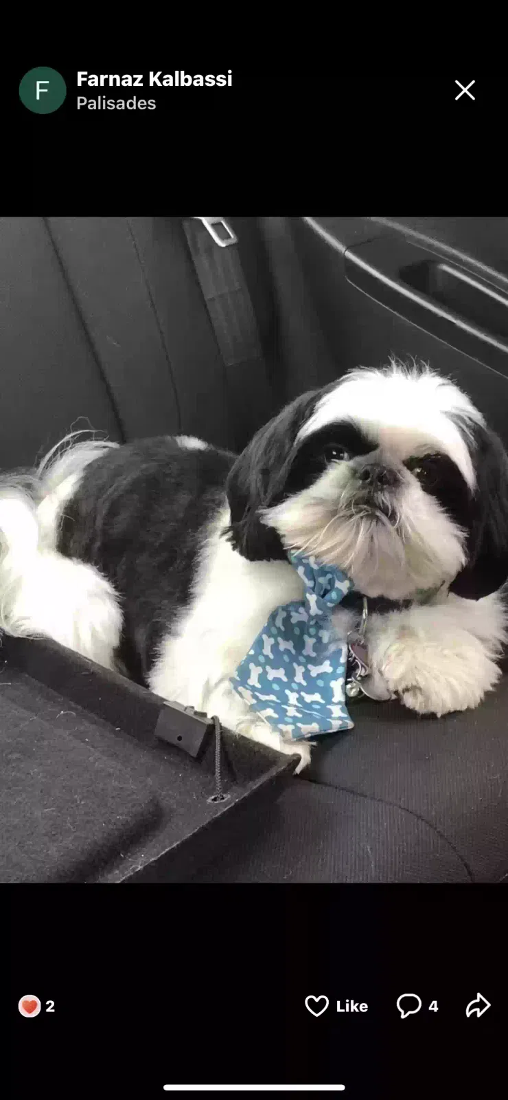Lost dog in Laguna Niguel, CA, 92677