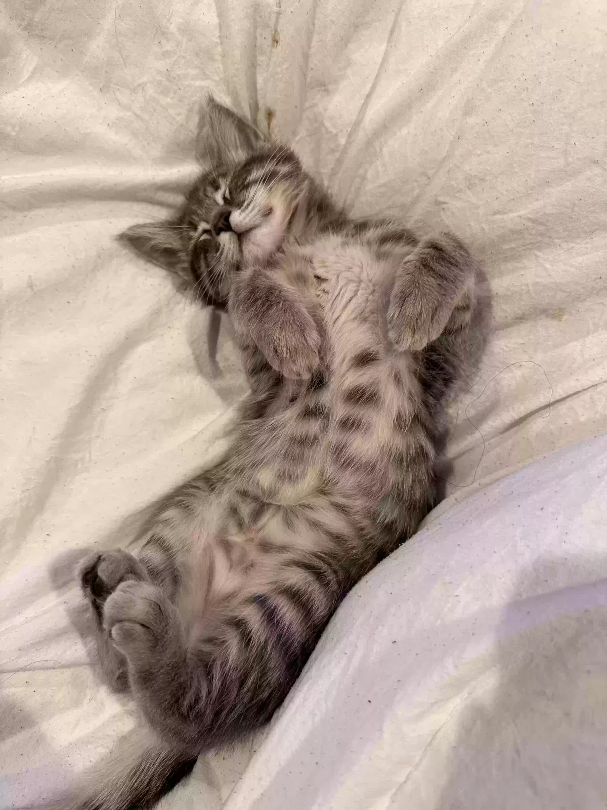 Lost cat in Pasadena, CA, 91107