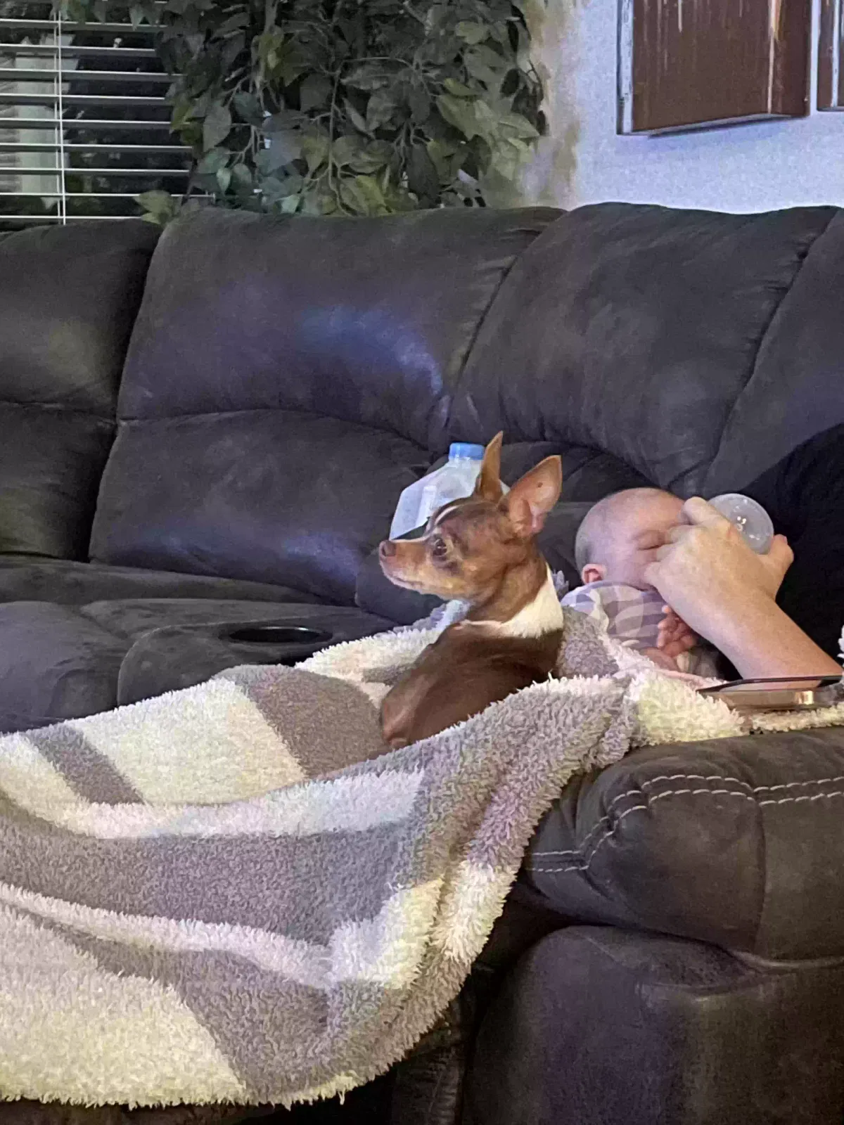 Lost dog in Orlando, FL, 32832